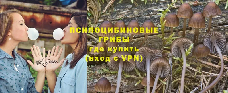 купить  сайты  блэк спрут ONION  Галлюциногенные грибы Magic Shrooms  Дигора 